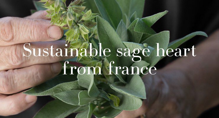 A close-up of a hand holding fresh sage leaves and flowers, with the text "Sustainable sage heart from France" overlaid.
