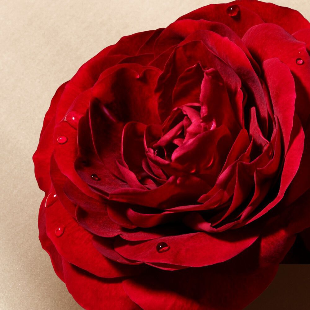 Close-up of a vibrant red rose with water droplets on its petals.
