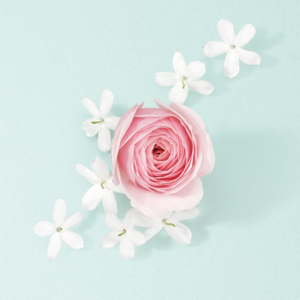 Eine zarte rosafarbene Rose umgeben von weißen Jasminbluten auf mintgrunem Hintergrund.