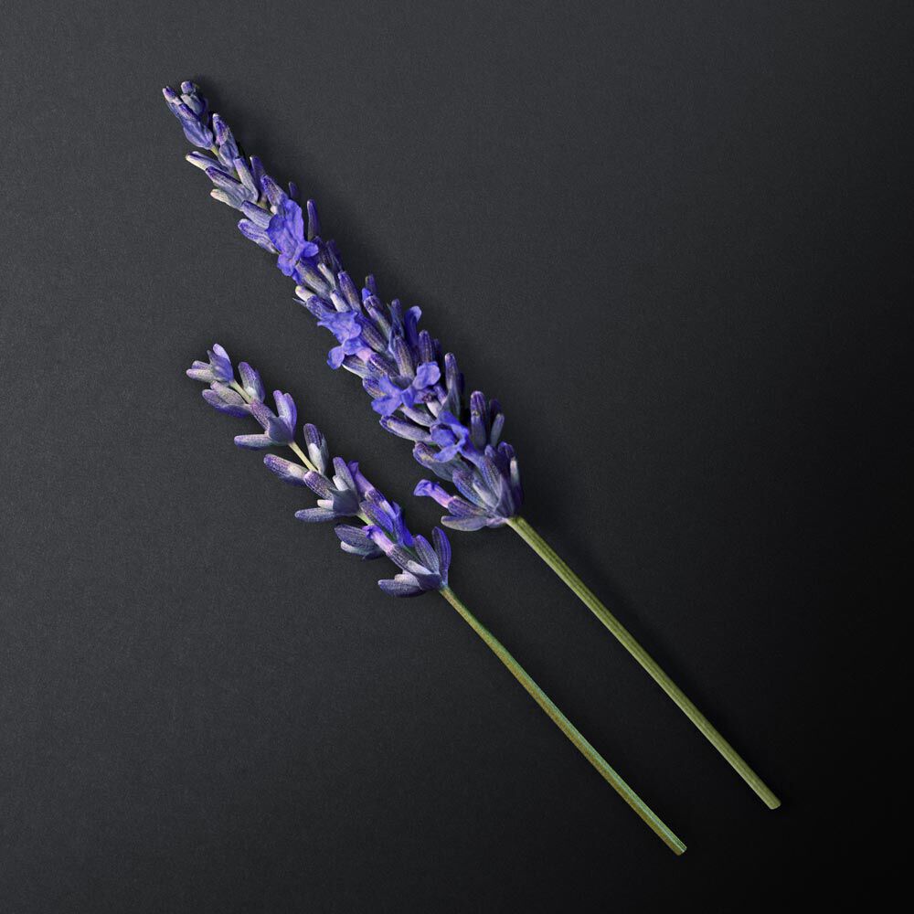 Two sprigs of lavender placed on a dark background, showcasing their delicate purple flowers and green stems.