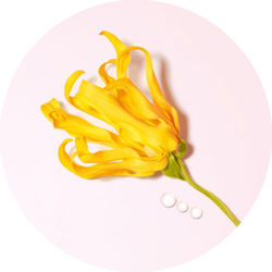 A vibrant yellow flower with wavy petals is positioned against a soft pink background, accompanied by three small white droplets.