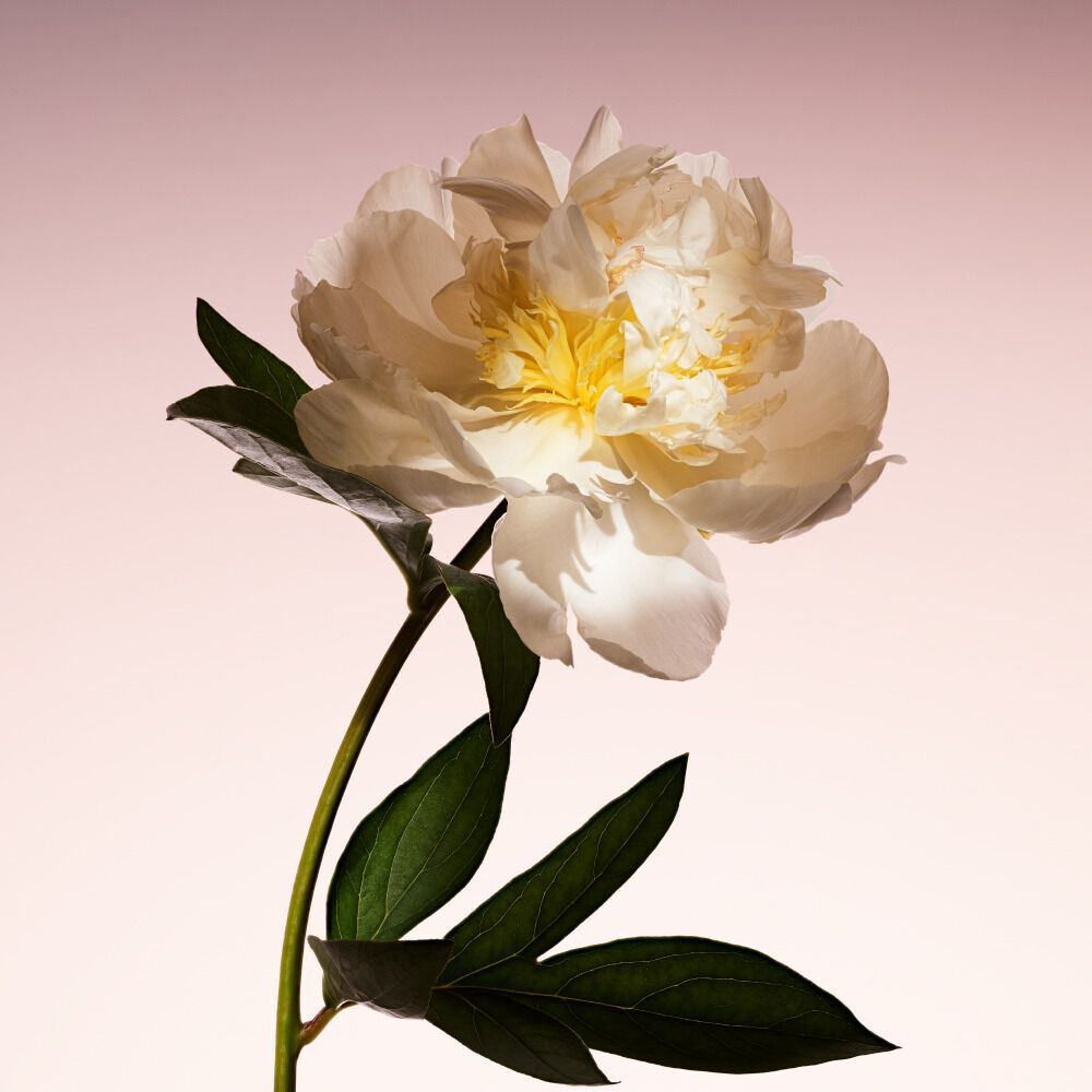 Armani/Prive PIVOINE SUZHOU