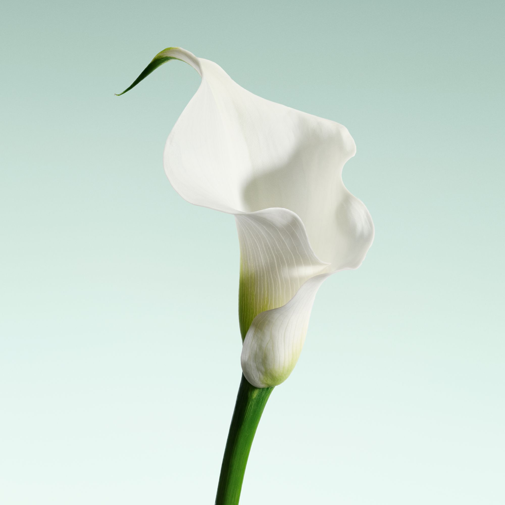 Armani/Prive VERT MALACHITE